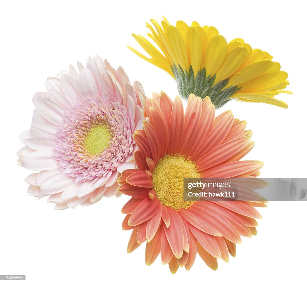 Transvaal daisy in a white background