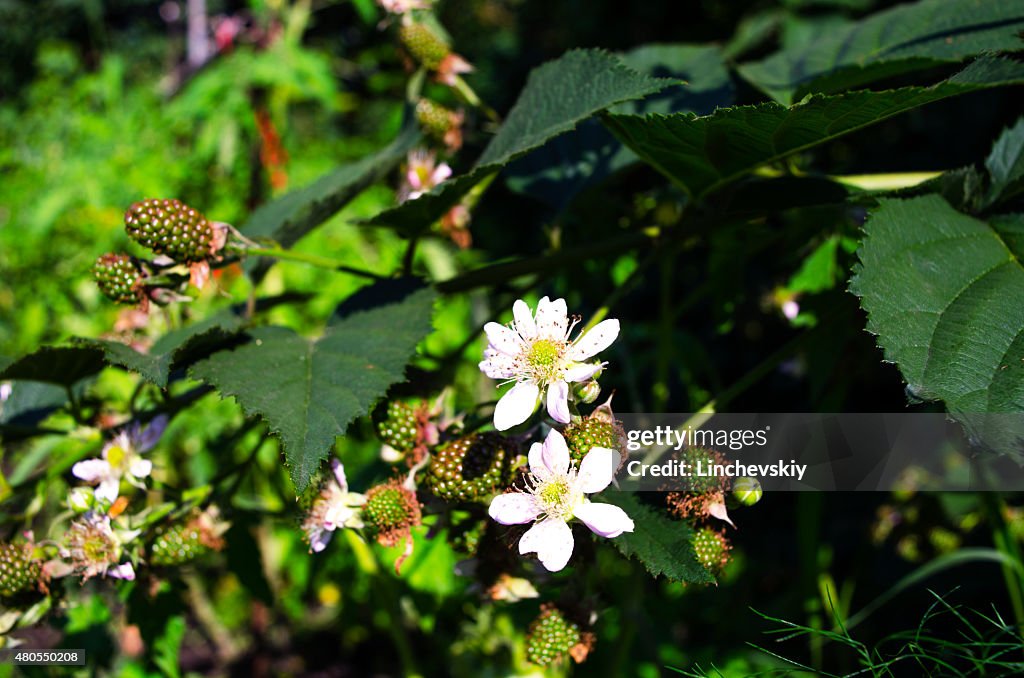 Raspberry Blossom with green berries and flower