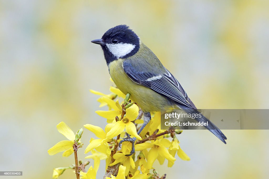 Great tit on forsythia