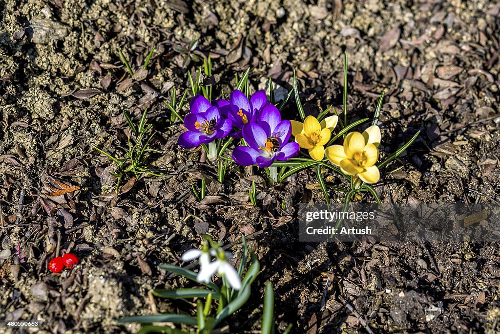 First spring flowers in garden