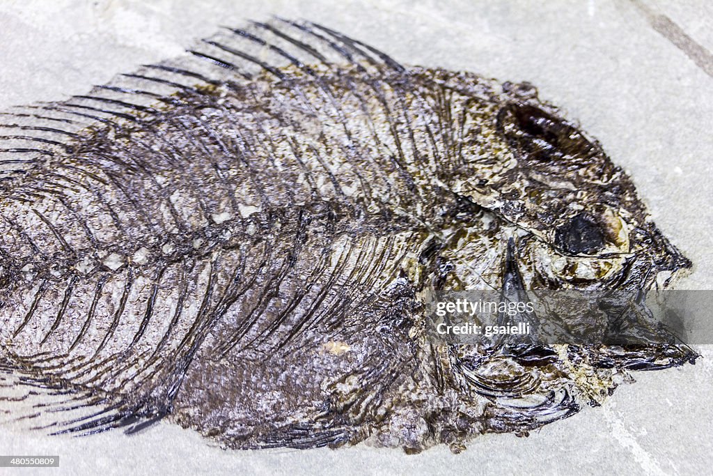 Fossil Fish