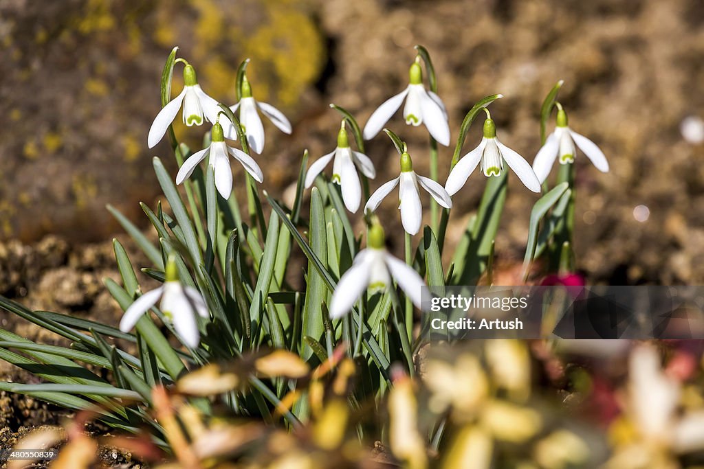 Snowdrop bloom in springtime