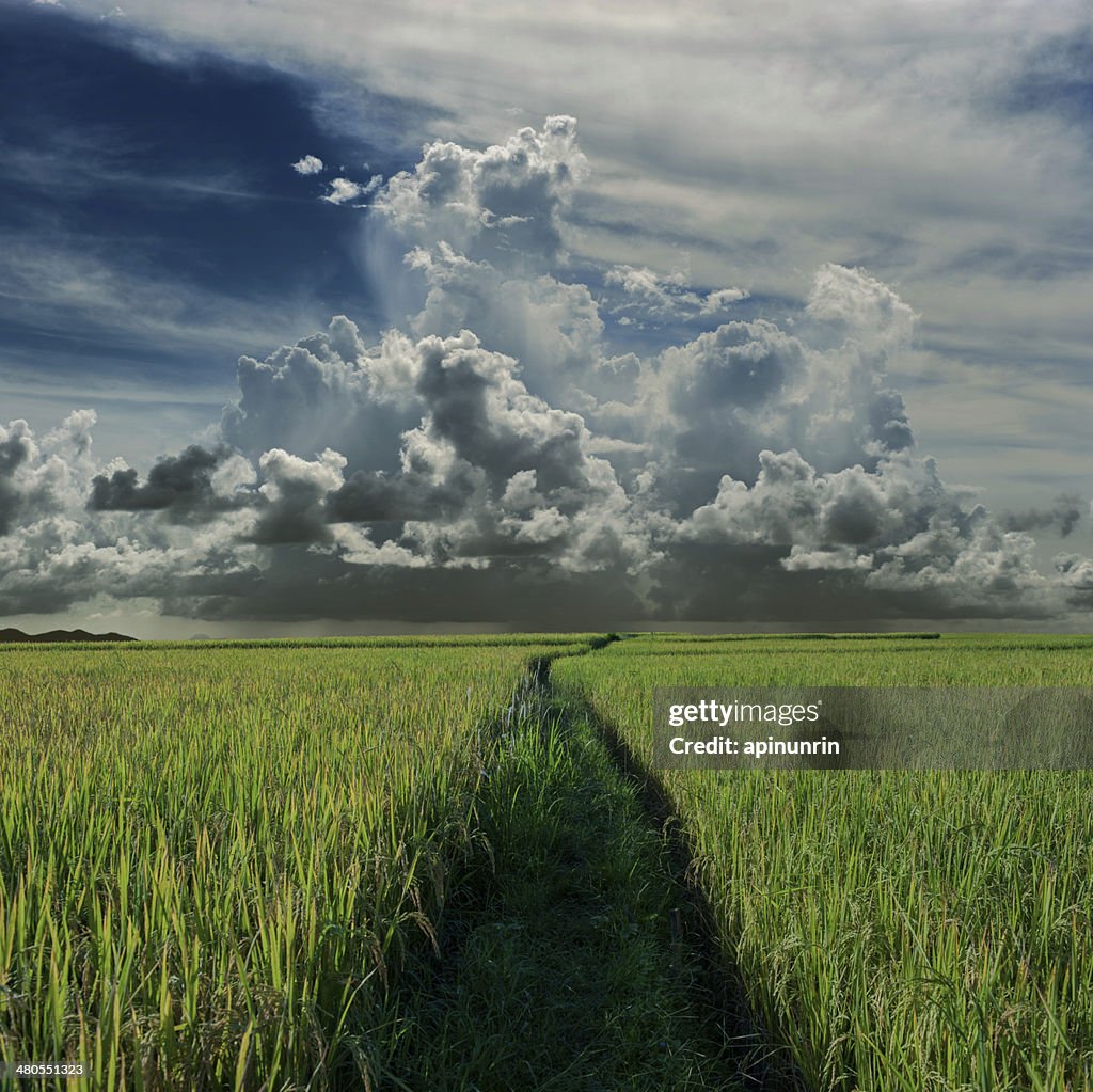 Green rice field and rainclouds