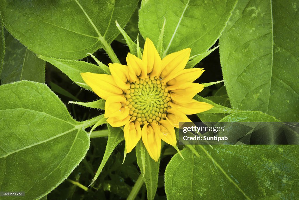 Small sunflower