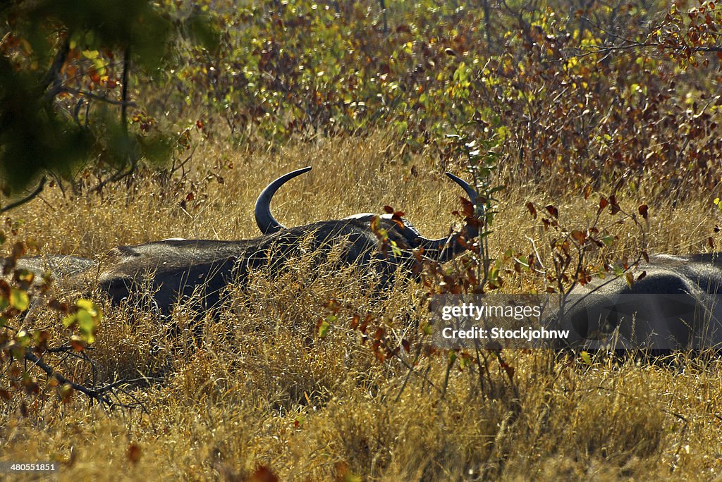 Huge African Cape Buffalo.