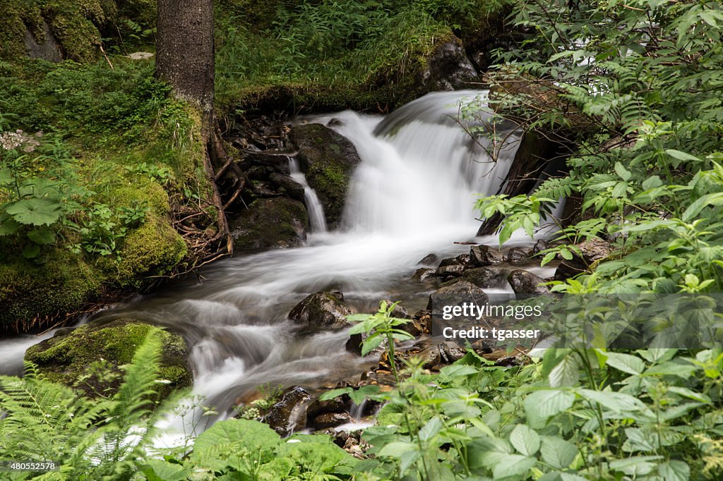 Flowing river in the forest