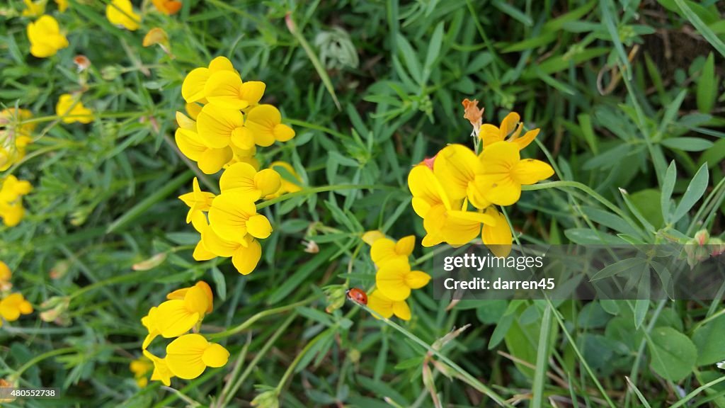 Beautiful yellow flower