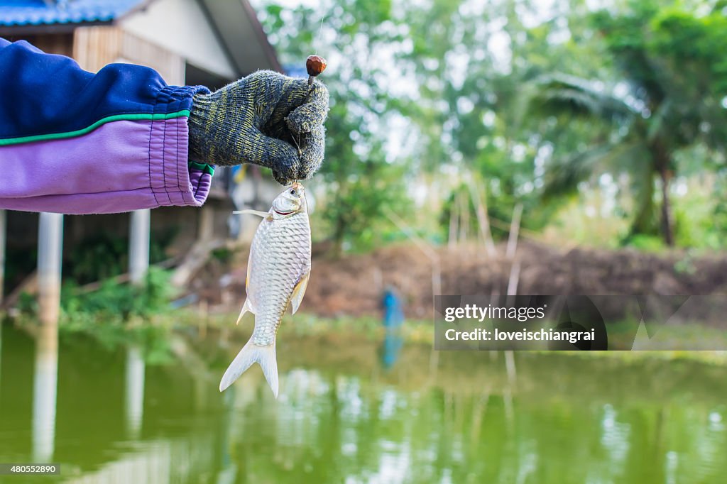 Fishing on a lake. Fresh fish