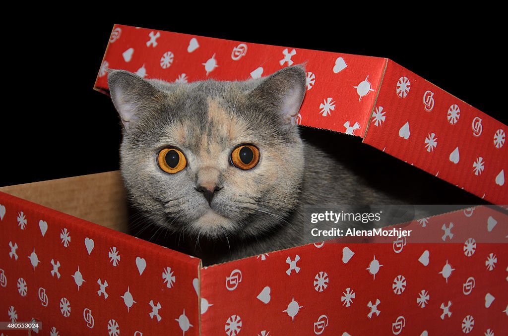 British cat in a red gift box
