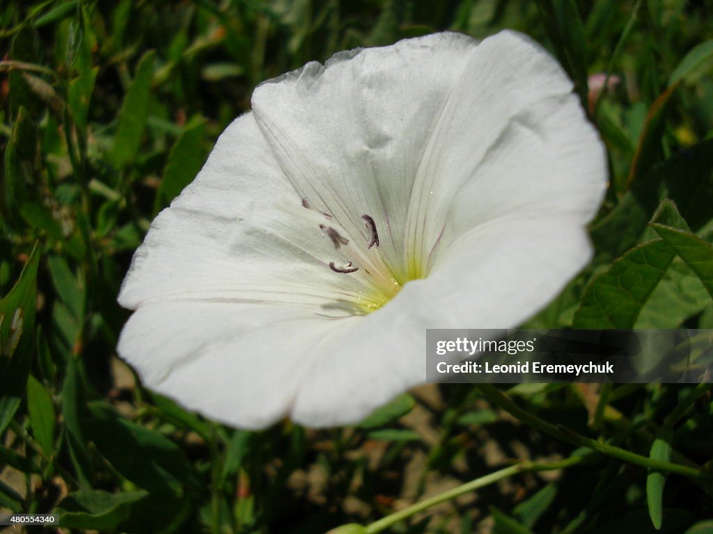 The flowers of white color growing