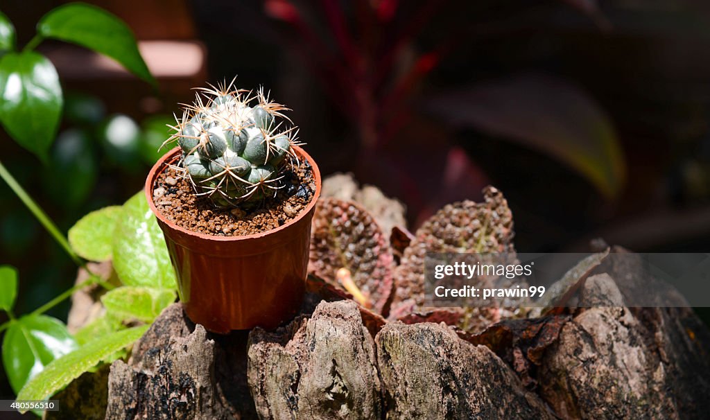 Cactus Hintergrund und eingerichtet