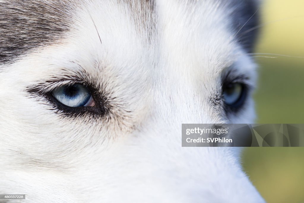 Blue eyes Siberian Husky. Closeup.