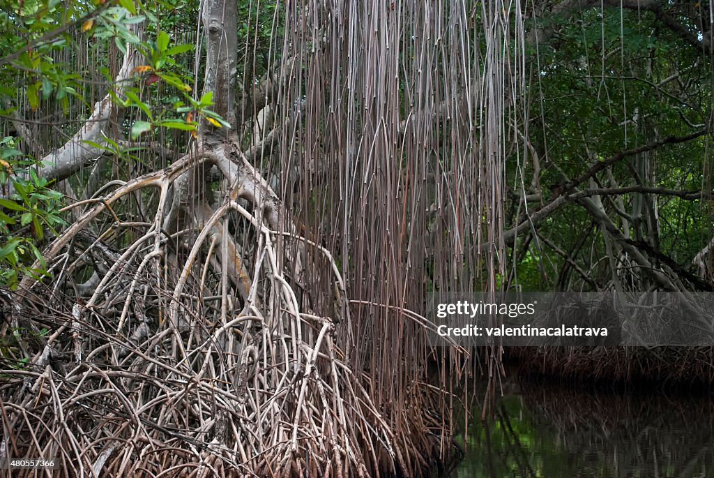 Among the mangrove channels