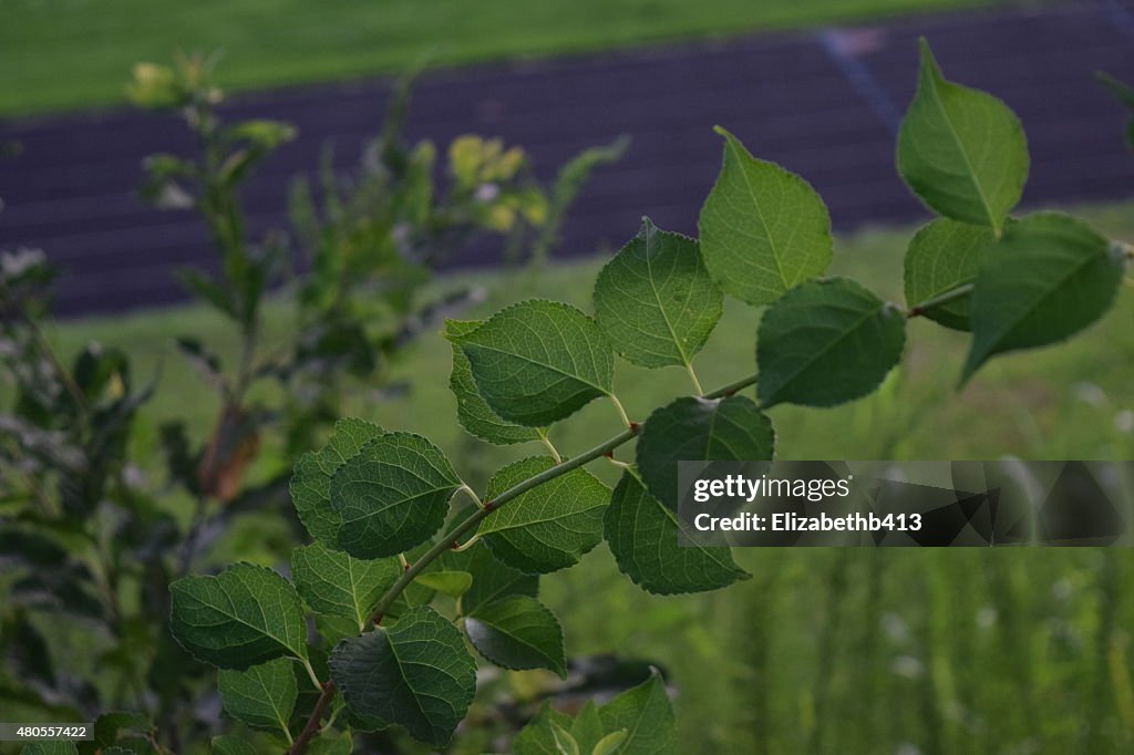 Back Of Leaves