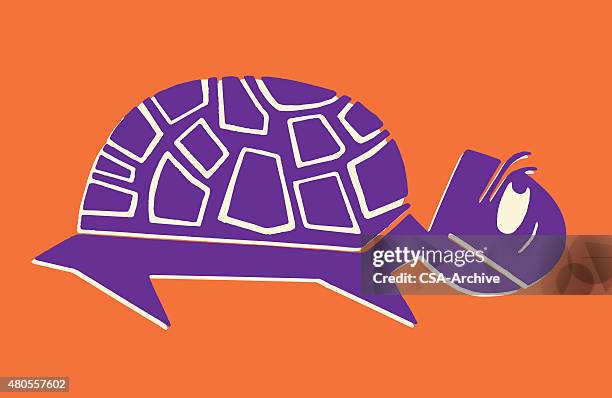 Scared Turtle Photos and Premium High Res Pictures - Getty Images