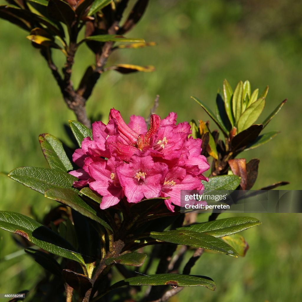 Alpenrosen, Wildblumen wachsenden in Höhe