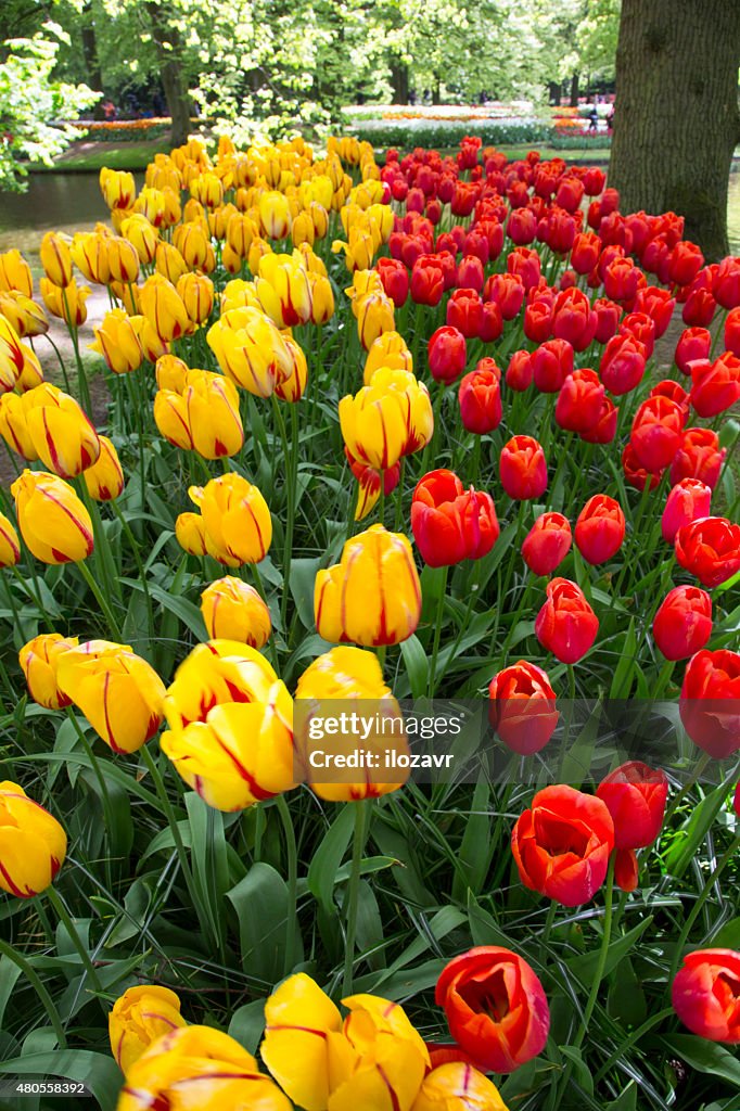 Flowers tulips