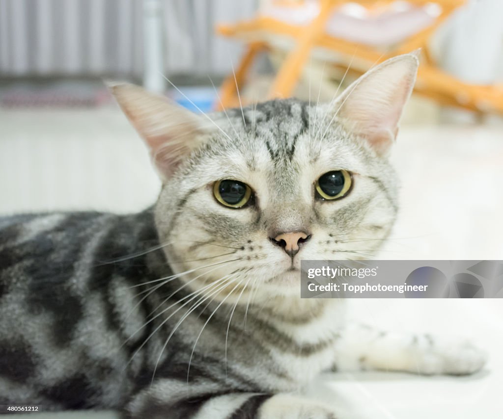 American shorthair cat is sitting and looking forward