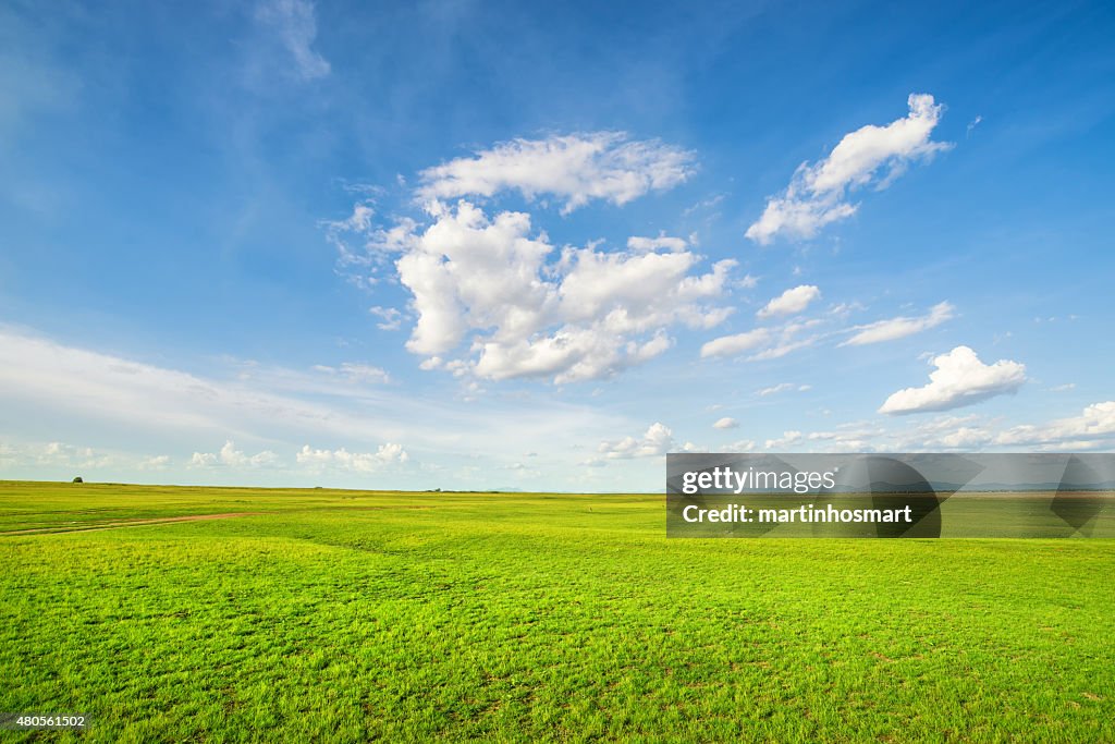 Blauer Himmel und grüne Gras Feld