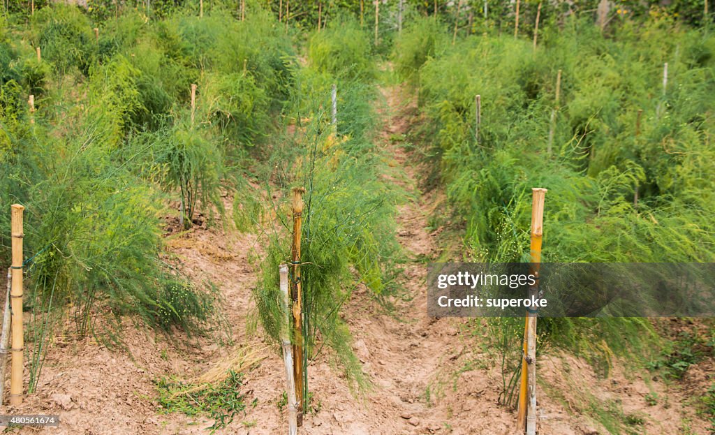 Asparagus growing in the field