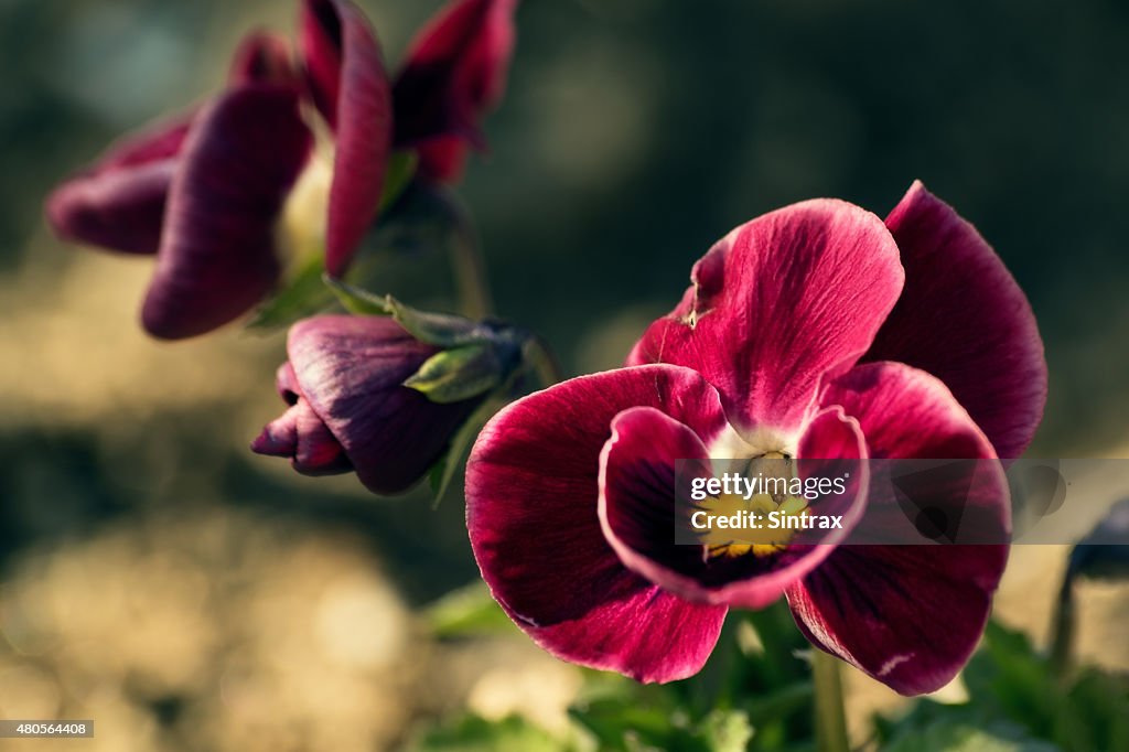 Red violet flower