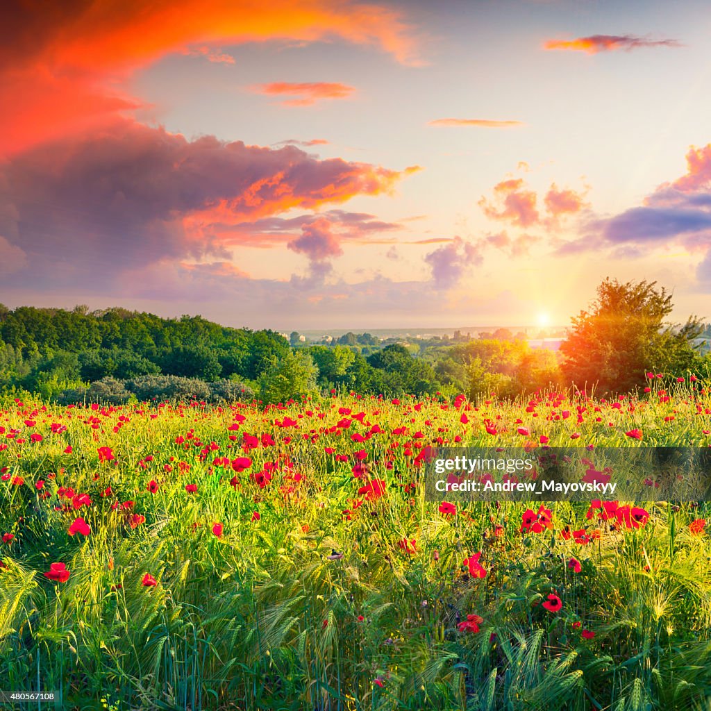 Dramatischen sunrise Bedeckter Himmel auf der Wiese von Weizen und poppies