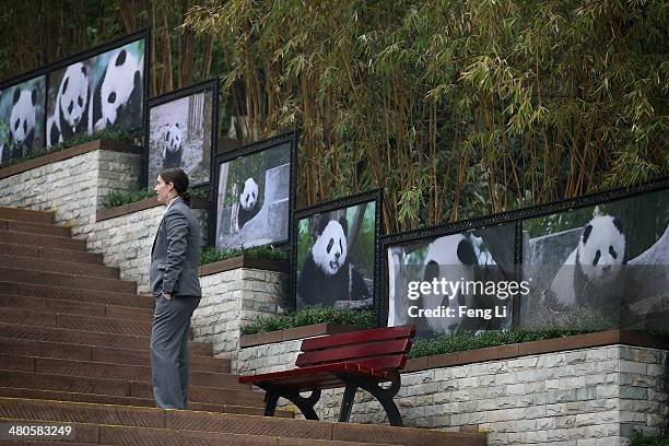 Security guard of U.S. First lady Michelle Obama stands beside panda's pictures during Michelle Obama's visit to Chengdu Panda Research Base on March...