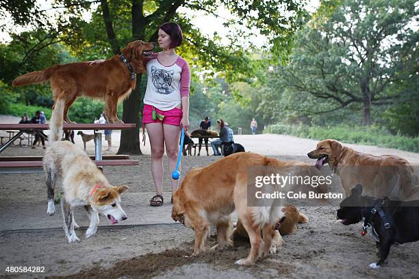 Toronto, Canada - July 4 - Melissa Martin plays with her 6 Golden retrievers at the off-leash dog park in Toronto's High Park on July 4, 2015. Cole...