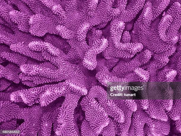 acropora - koraal neteldier stockfoto's en -beelden