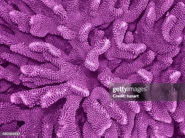 acropora - animal close up stockfoto's en -beelden