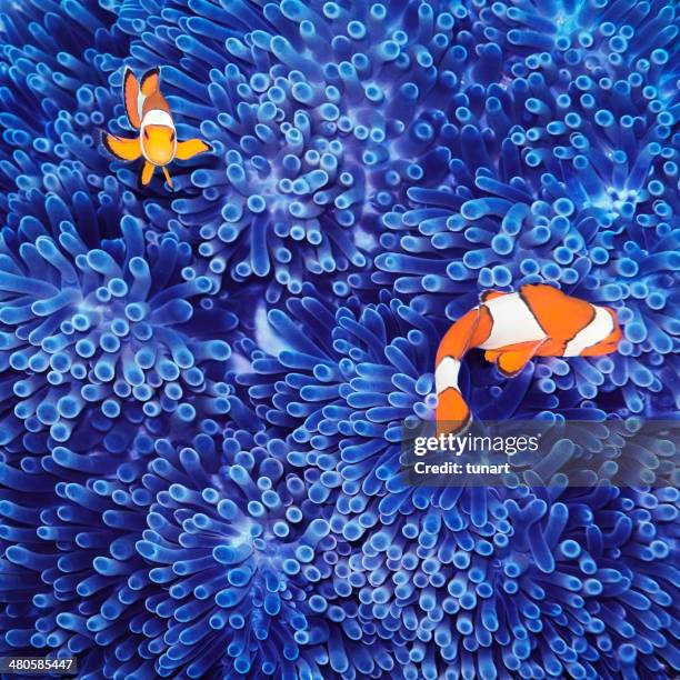peces payaso - blue coral fotografías e imágenes de stock