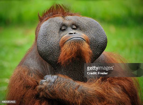 who is the boss? - orangutang bildbanksfoton och bilder