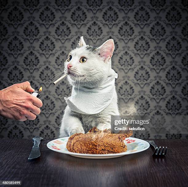 dinner time - cat eating stock pictures, royalty-free photos & images