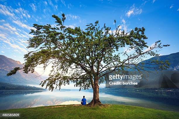 under the tree - single tree stock pictures, royalty-free photos & images