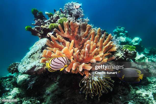 angelfishes y coral reef - euxiphipops navarchus fotografías e imágenes de stock