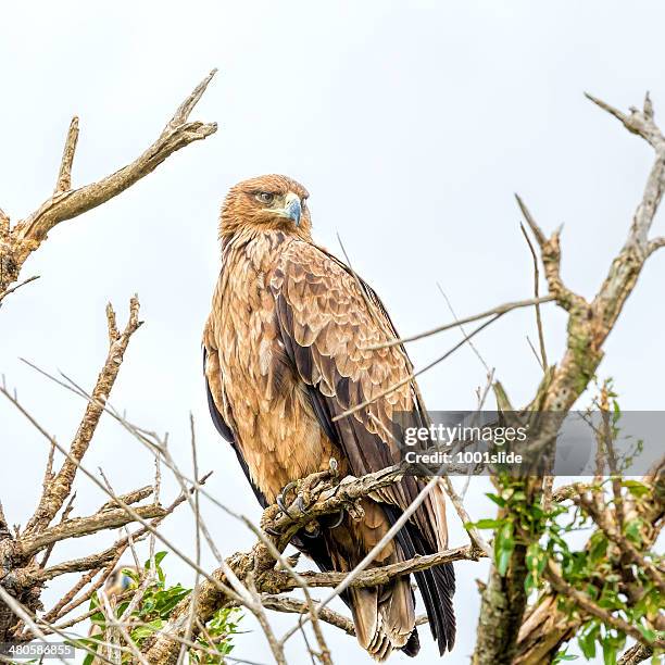 tawny eagle at masai mara - tawny eagle stock pictures, royalty-free photos & images
