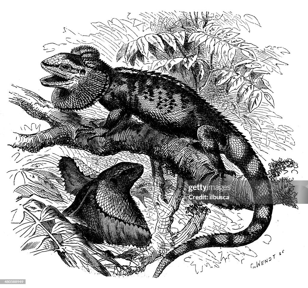 Antique illustration of frill-necked lizard (Chlamydosaurus kingii)