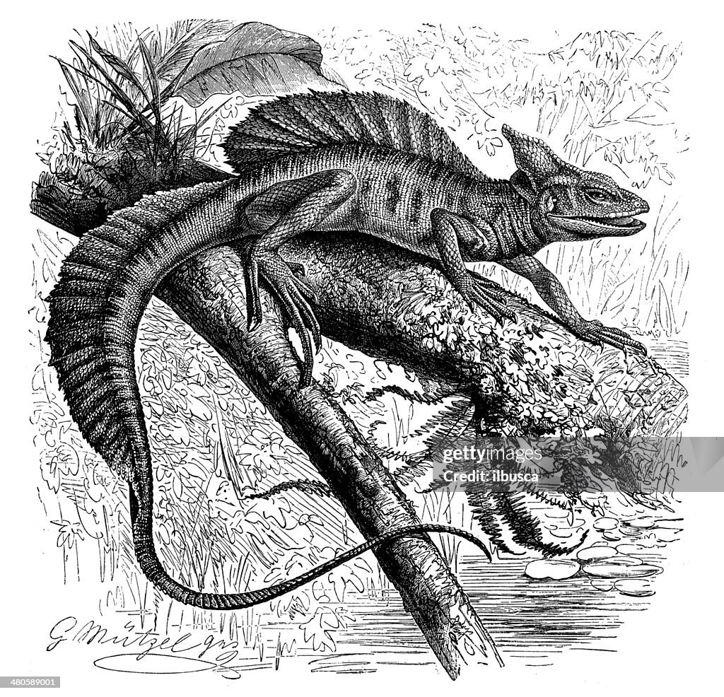 Antique illustration of common basilisk (Basiliscus basiliscus)