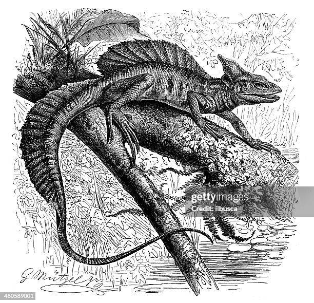 Basilisk Types Basilisk Basiliscus Photos and Premium High Res Pictures - Getty Images