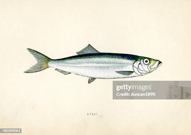 fish - sprat - sprat fish stock illustrations