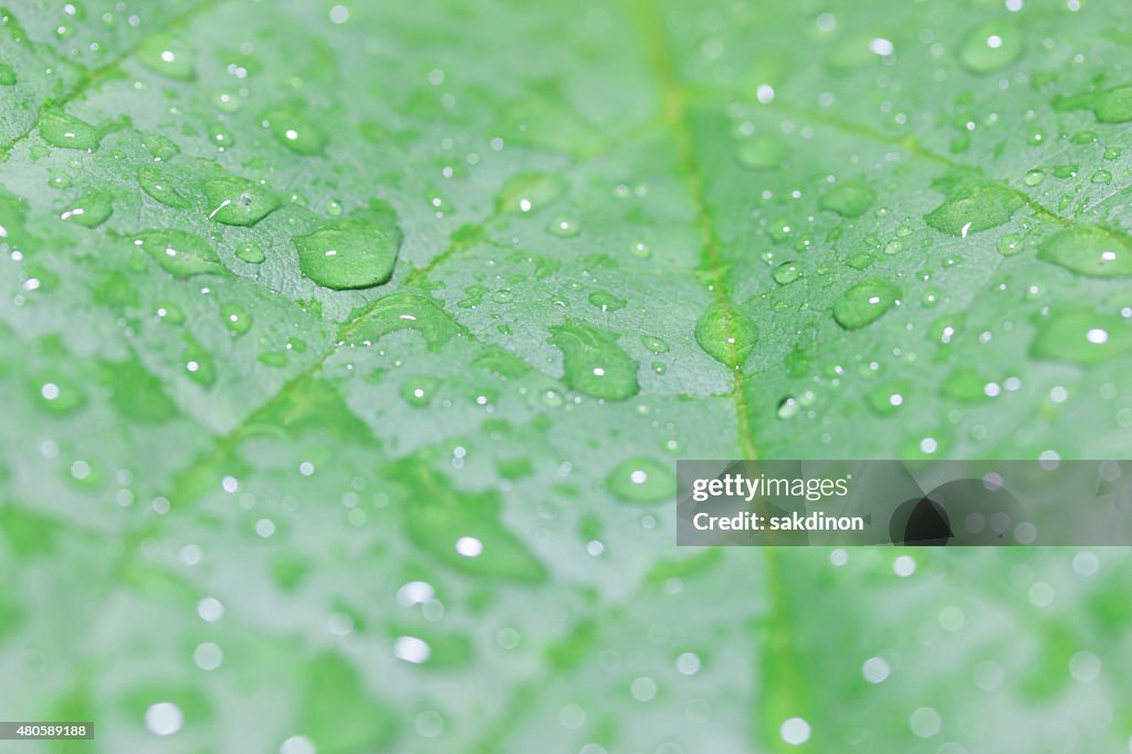 The green leaves of water droplets