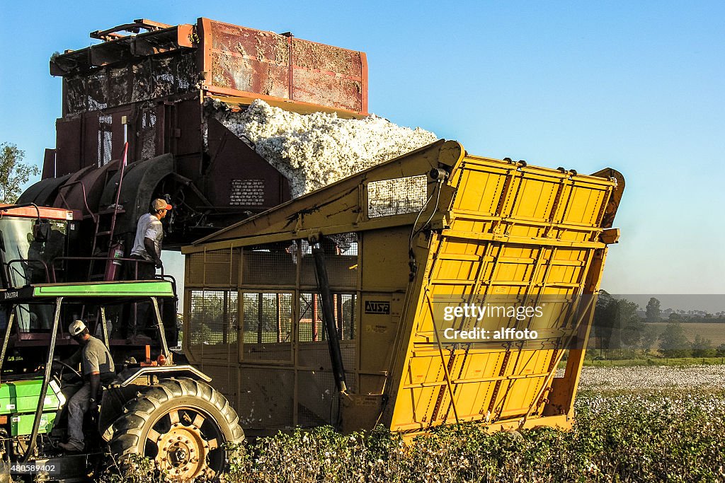 Cotton harvest