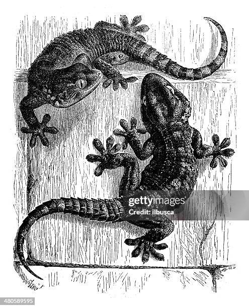antique illustration of moorish wall gecko (tarentola mauritanica) - tarentola stock illustrations