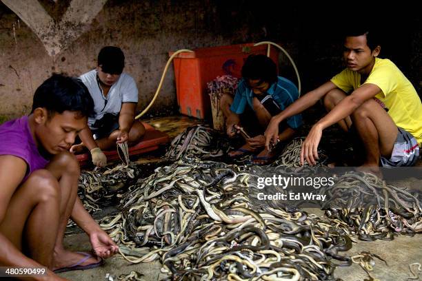 Processed Snake 46 Snake Meat For Sale Stock Photos, High-Res Pictures, and Images ...