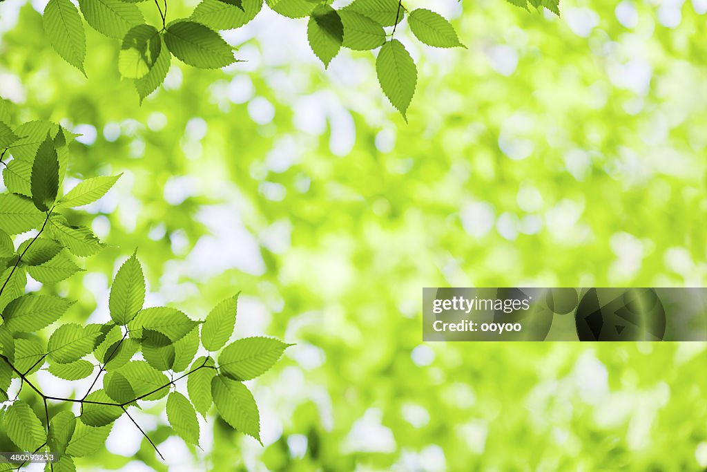 Spring Leaves