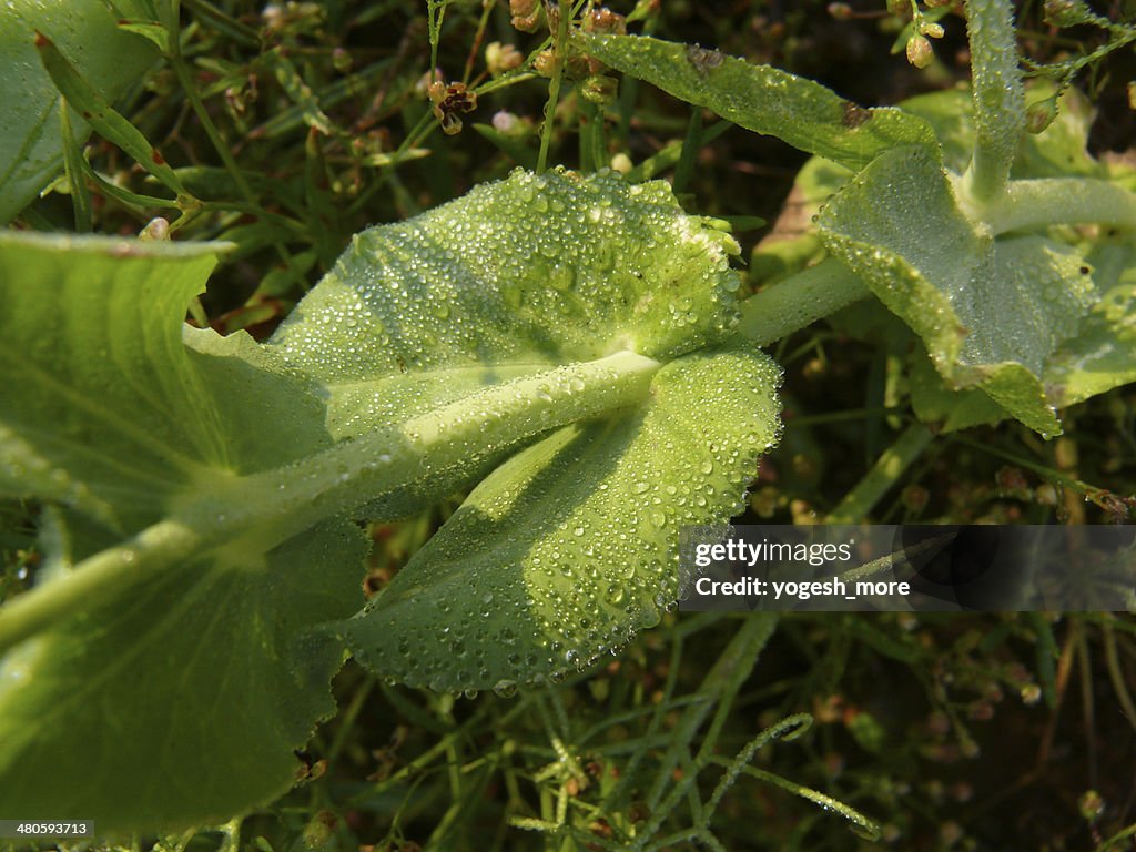 Plant of Sugar Snap Peas