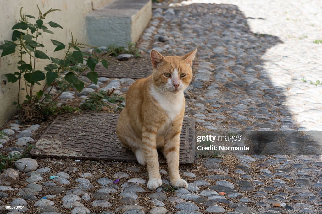 Ingwer Katze sitzt auf eine Straße