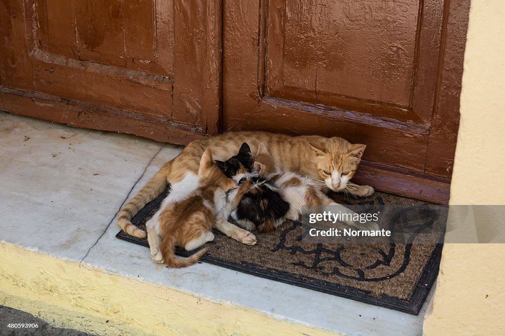 Mother cat feeding three kittys