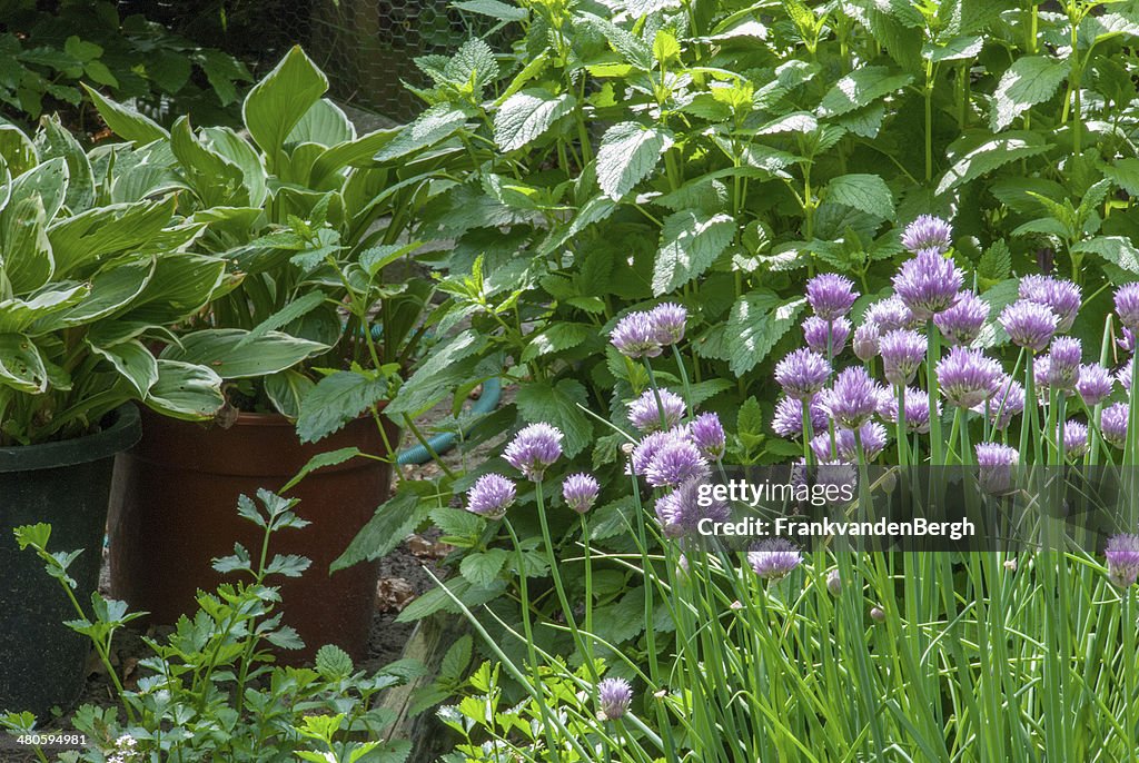 Herbal garden