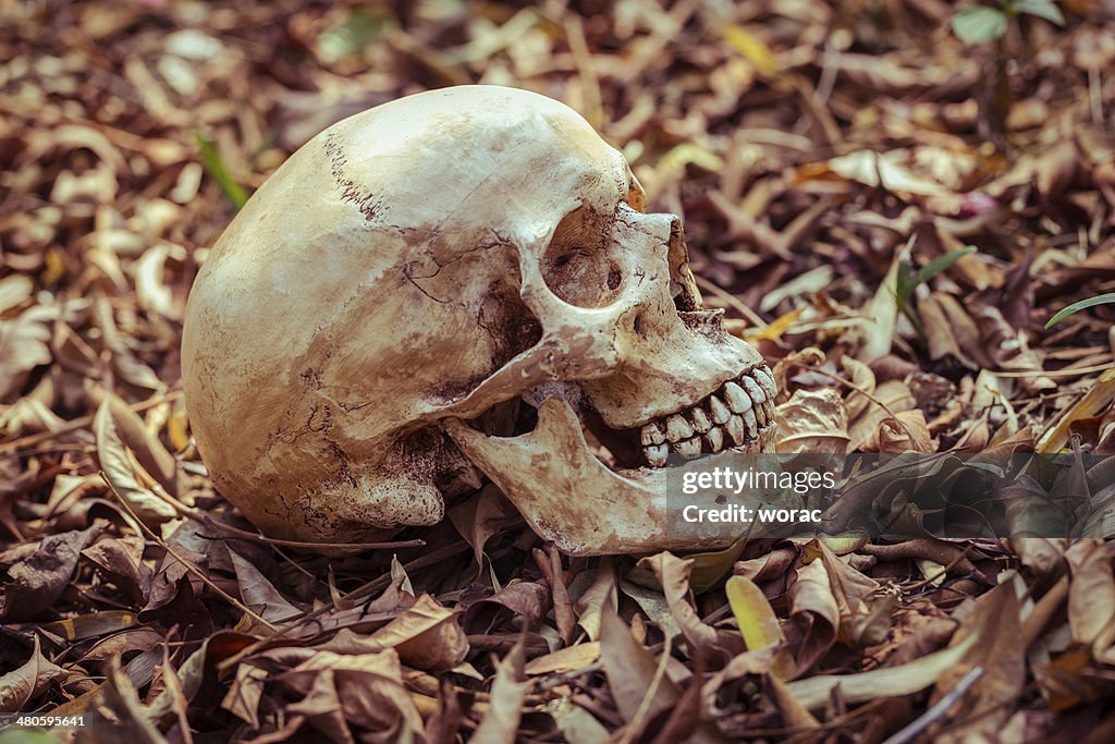 Still life skull